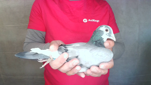 Pigeon image