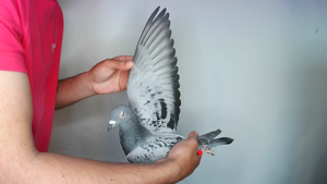 Pigeon image