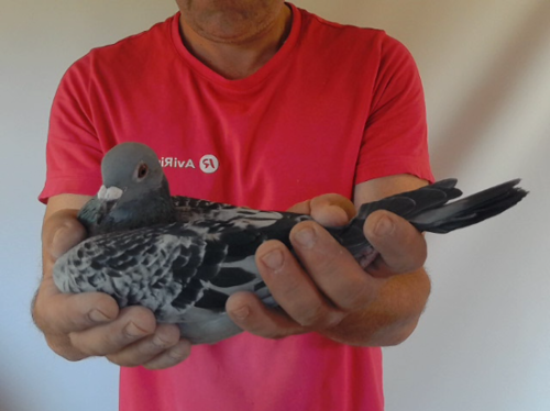 Pigeon image