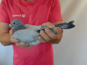 Pigeon image