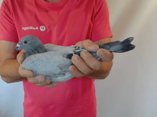 Pigeon image