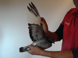 Pigeon image
