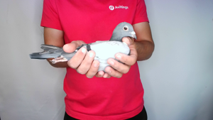 Pigeon image