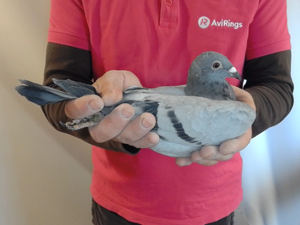 Pigeon image