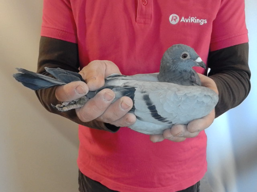 Pigeon image