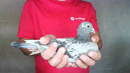 Pigeon image