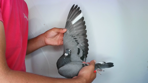Pigeon image