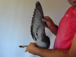 Pigeon image