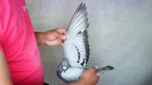 Pigeon image