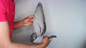 Pigeon image