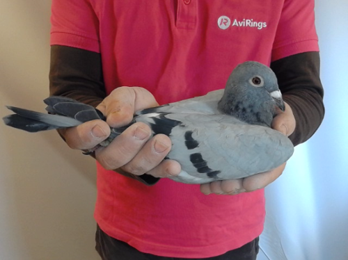 Pigeon image