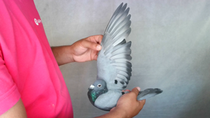 Pigeon image