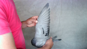 Pigeon image