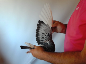 Pigeon image