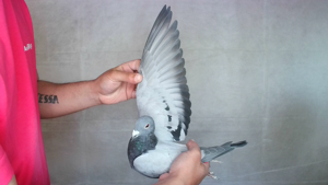 Pigeon image