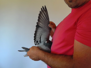 Pigeon image