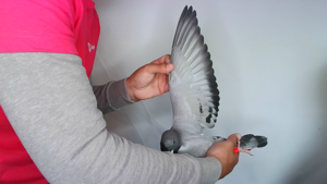 Pigeon image