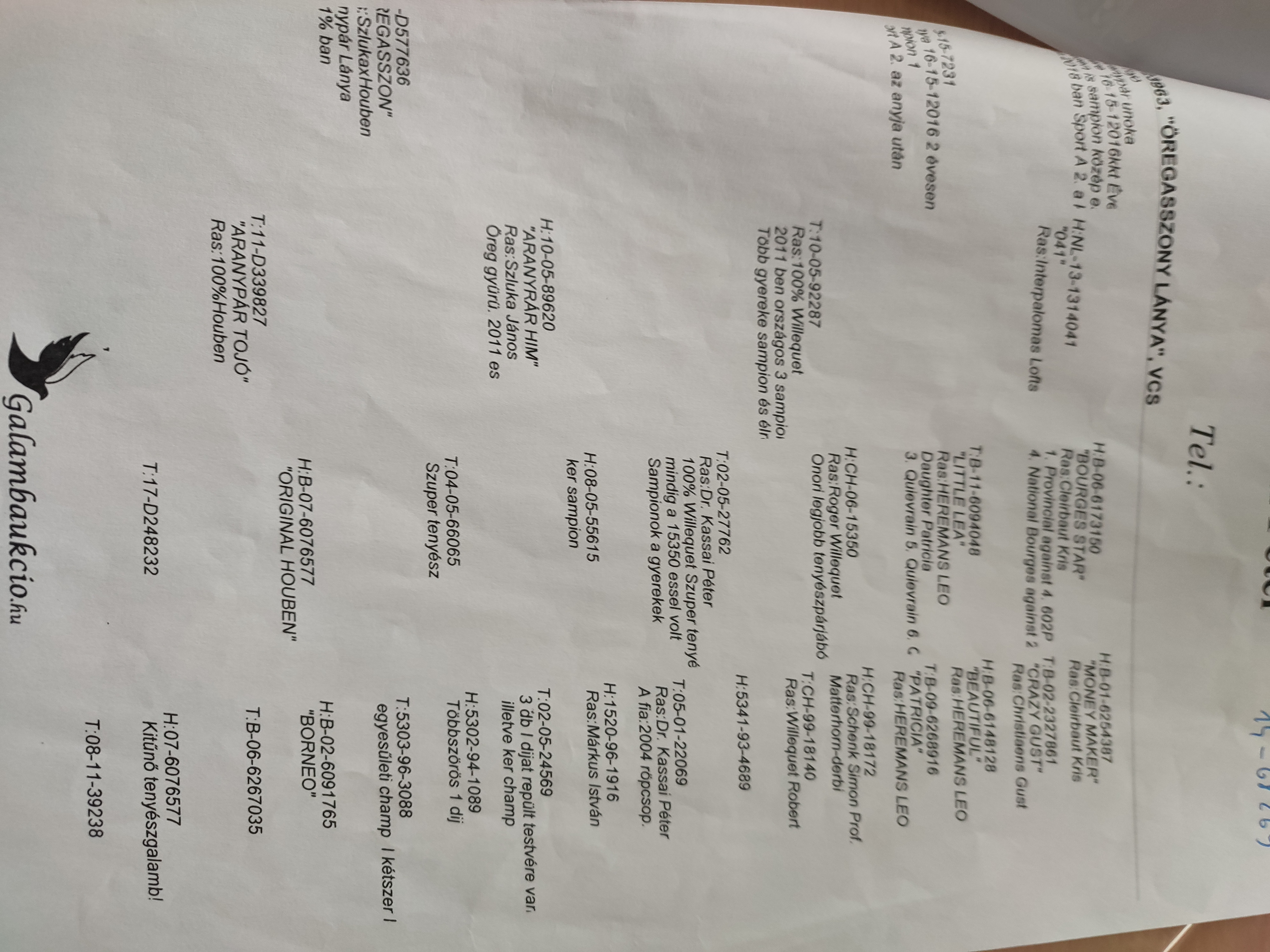 Pigeon pedigree image