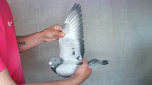 Pigeon image