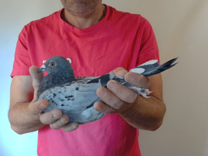 Pigeon image