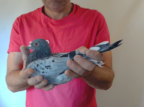 Pigeon image