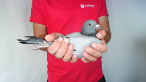 Pigeon image