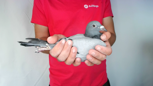 Pigeon image