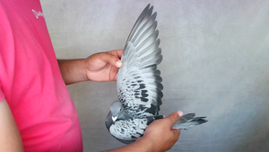 Pigeon image