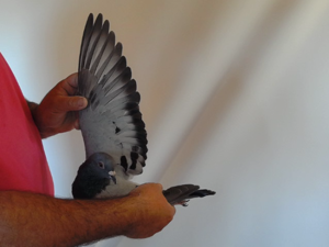 Pigeon image