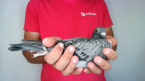Pigeon image