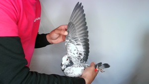 Pigeon image