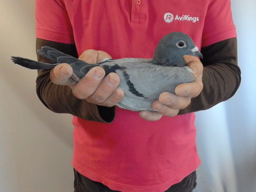 Pigeon image