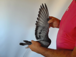 Pigeon image