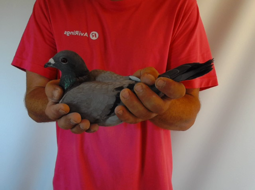 Pigeon image