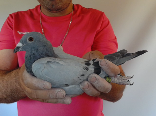 Pigeon image