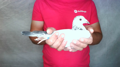 Pigeon image