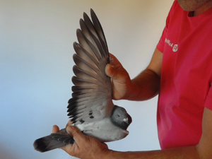 Pigeon image