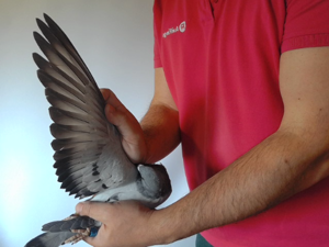 Pigeon image
