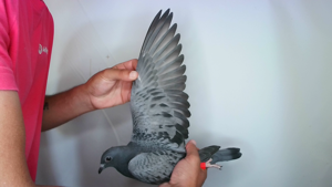 Pigeon image