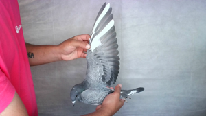 Pigeon image