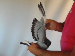 Pigeon image