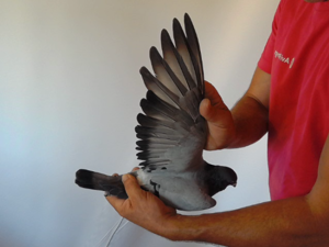 Pigeon image