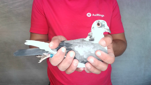 Pigeon image