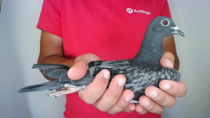 Pigeon image