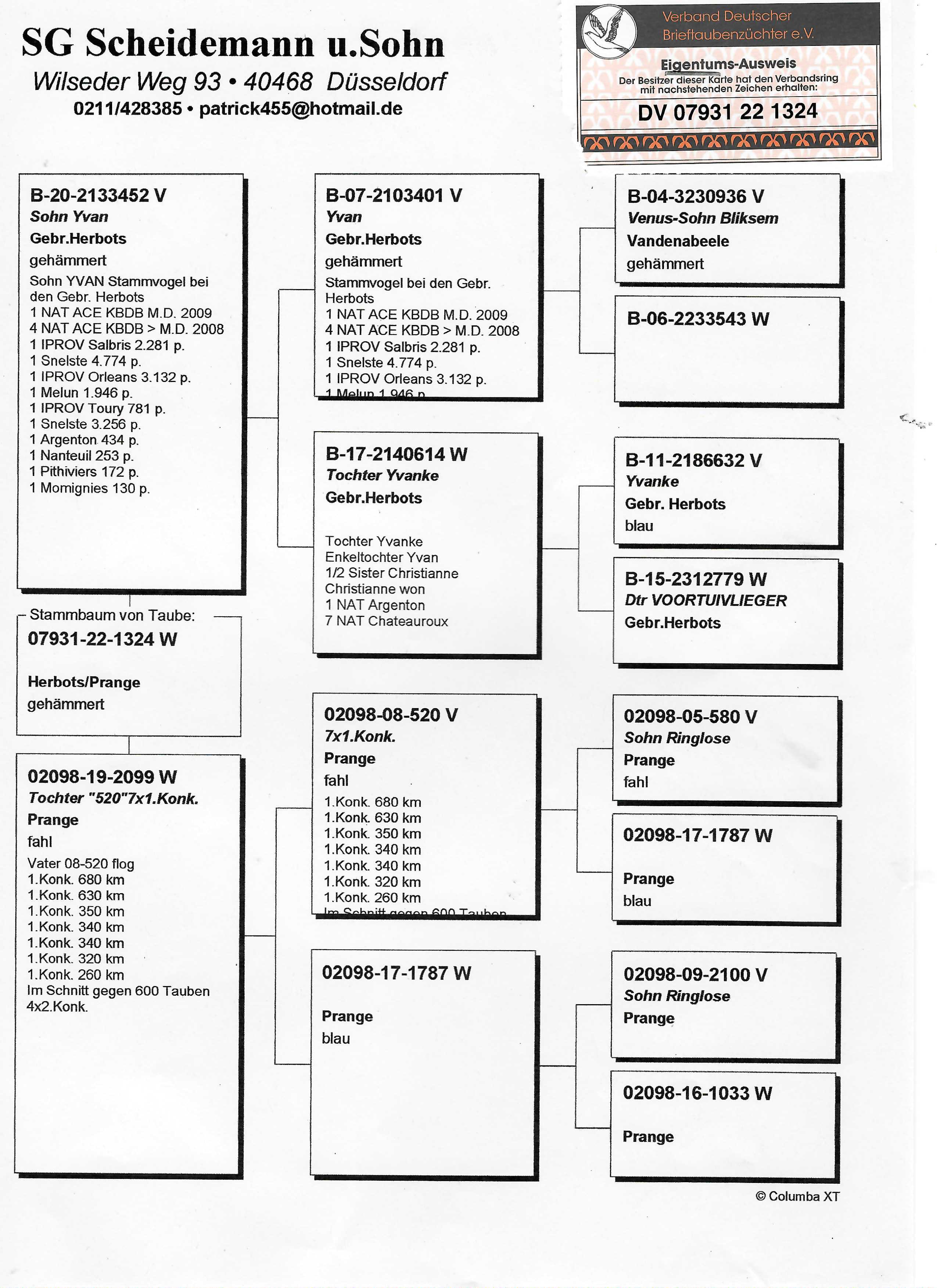 Pigeon pedigree image