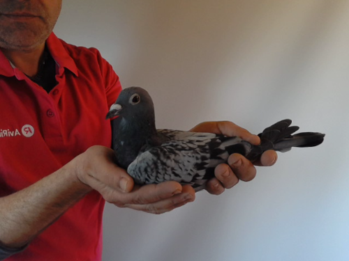 Pigeon image