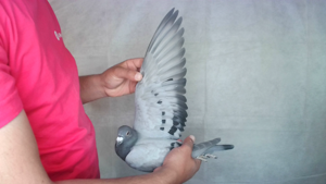 Pigeon image
