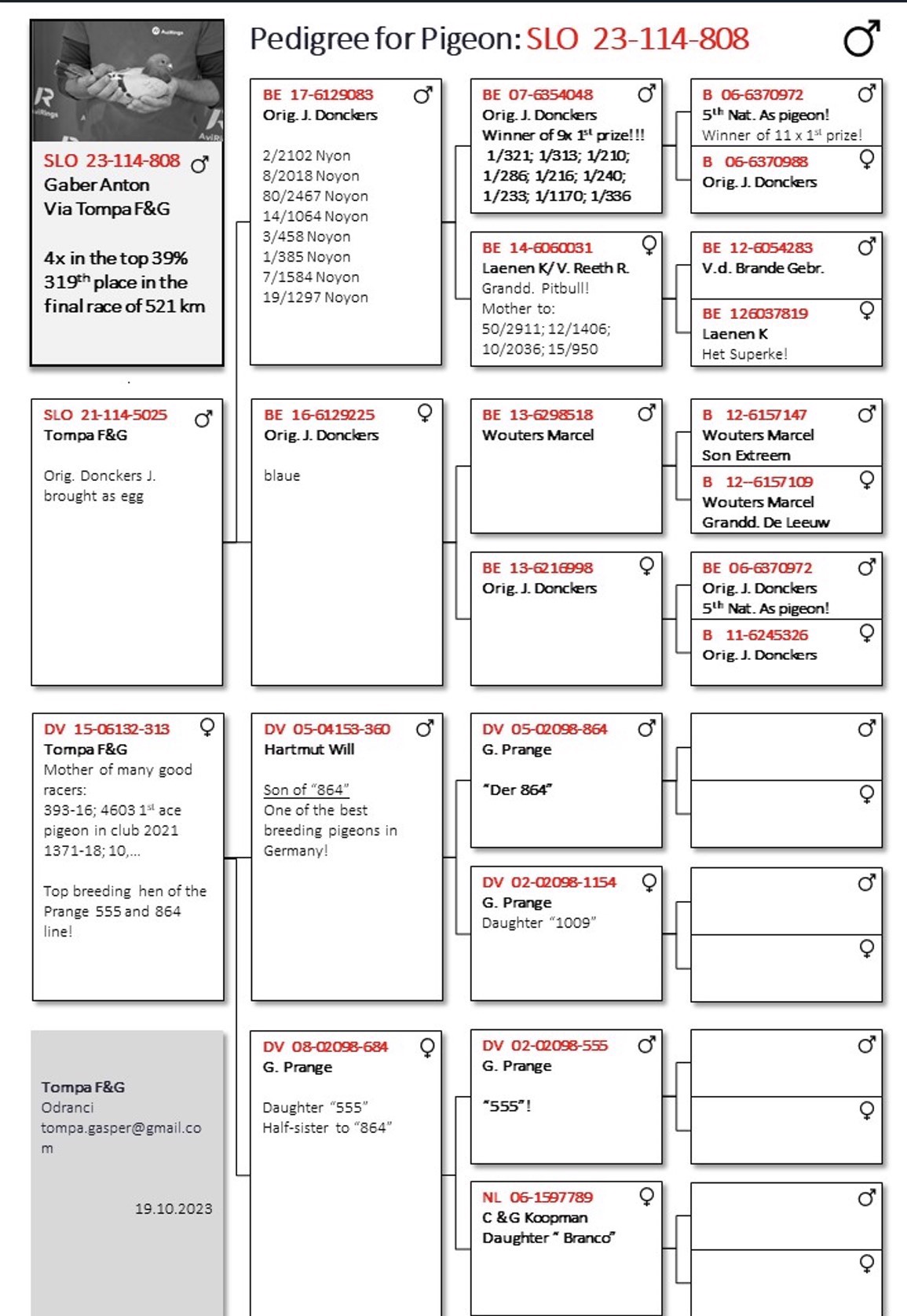 Pigeon pedigree image