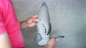 Pigeon image