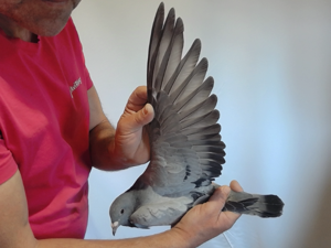 Pigeon image